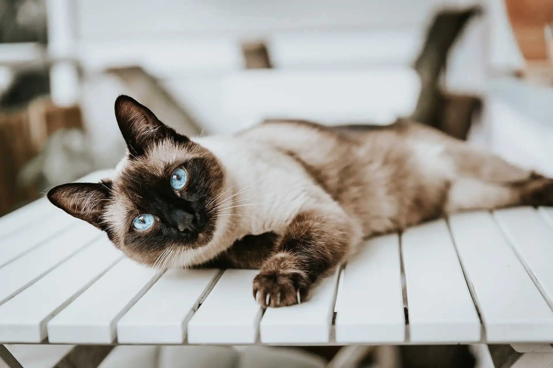 Siamese cat with light blue eyes resting on a table