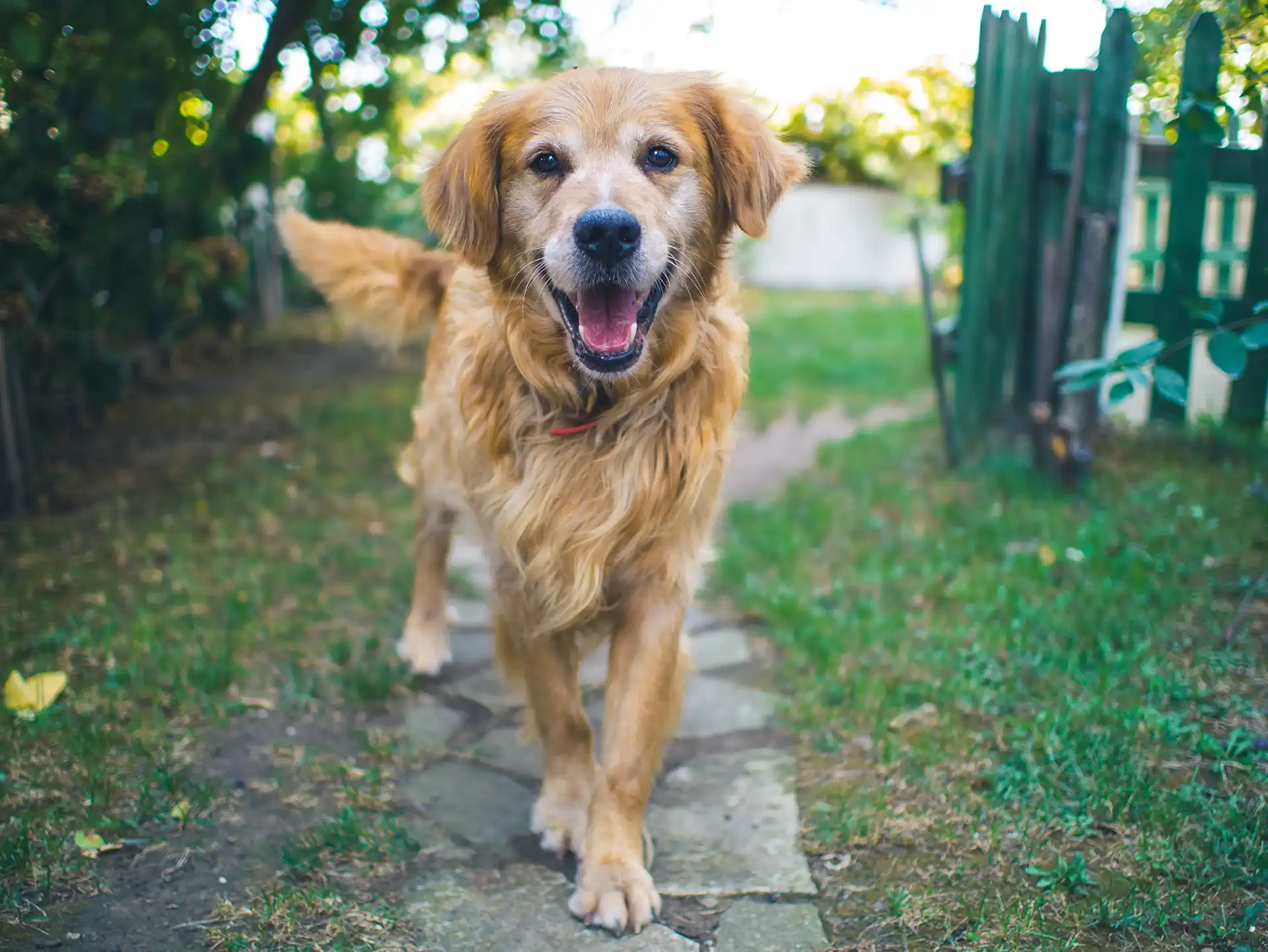 Happy golden retriever dog standing outside