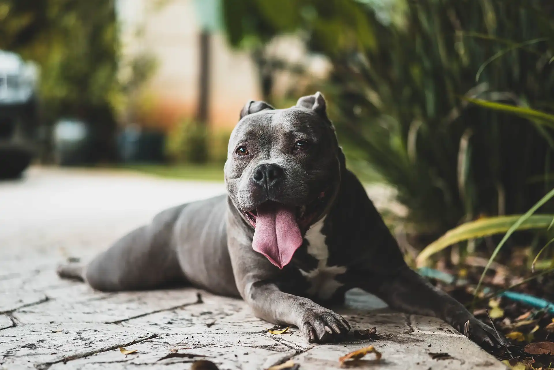 Very happy pitbull laying outdoors