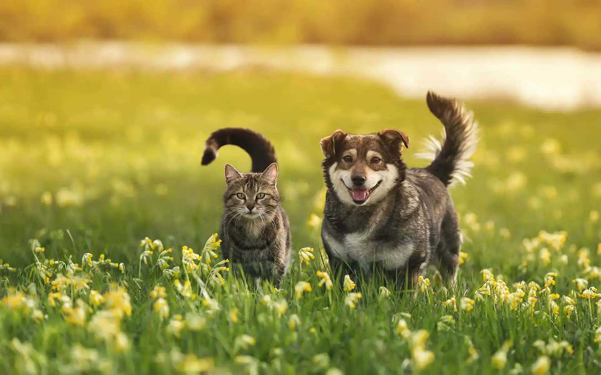 Dog and cat enjoying an open field