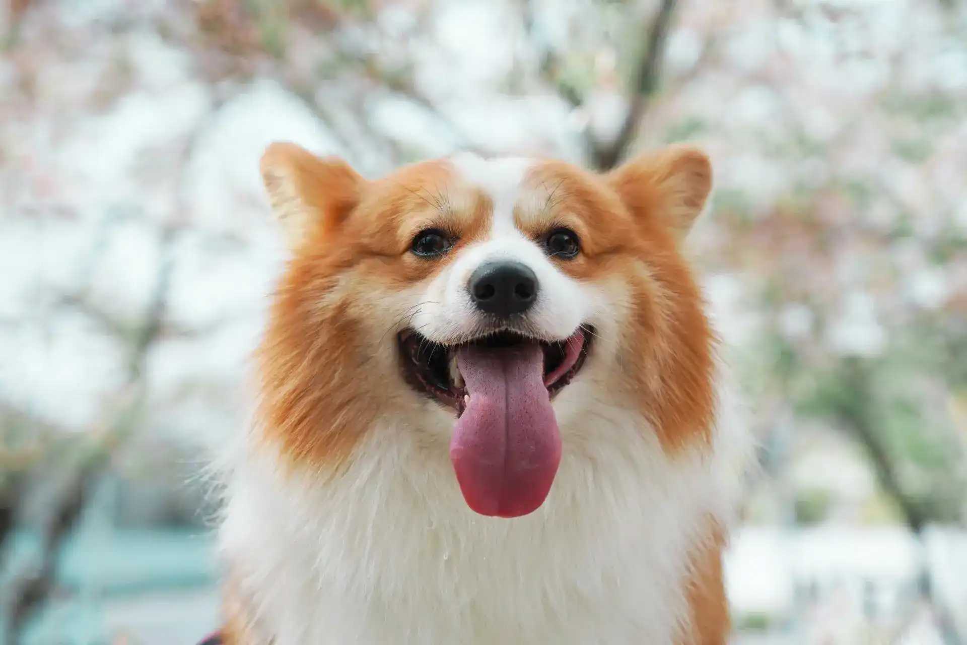 Happy corgi dog