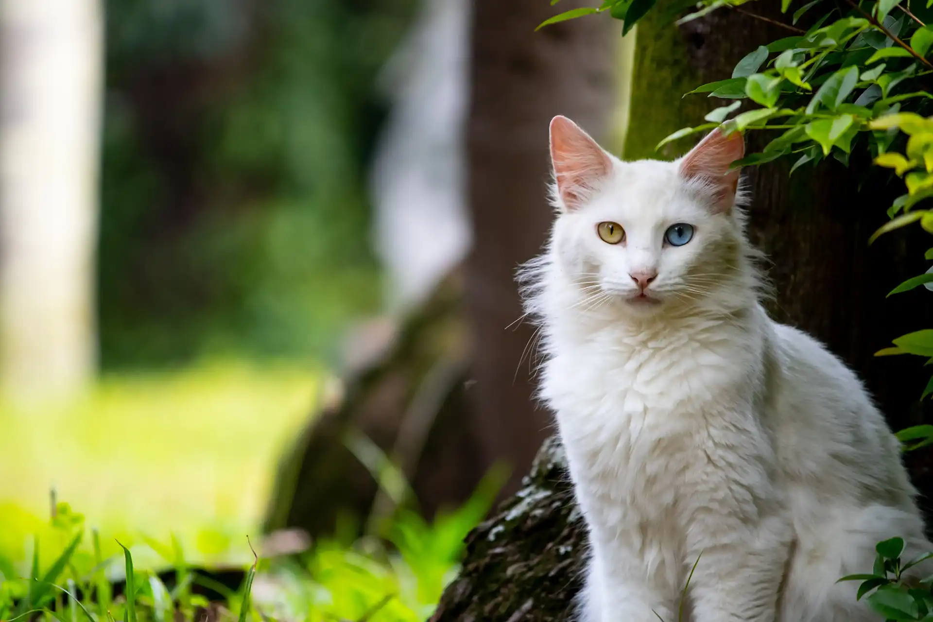 White cat with two different eye colors