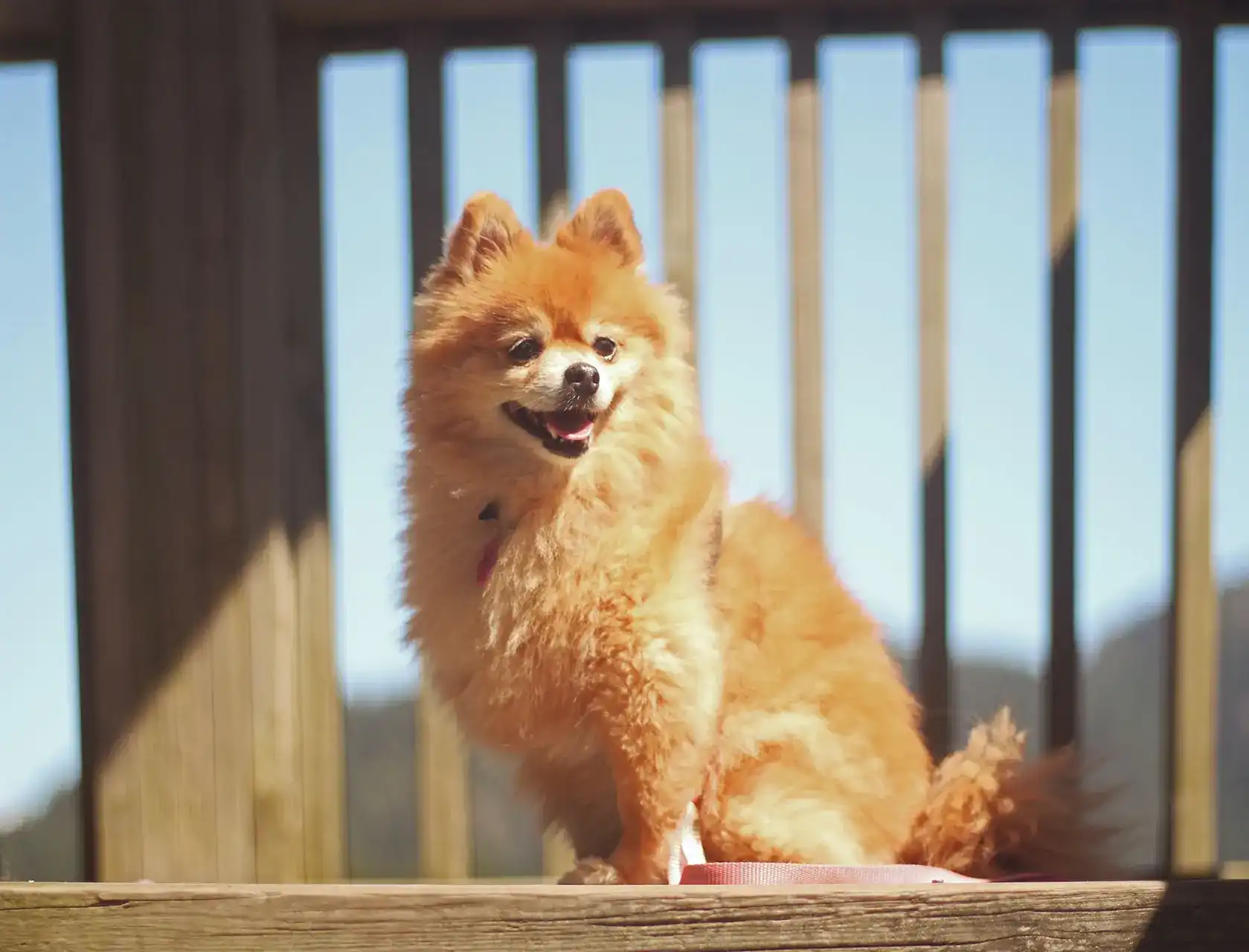 Happy Pomeranian dog sitting in the warm sunlight