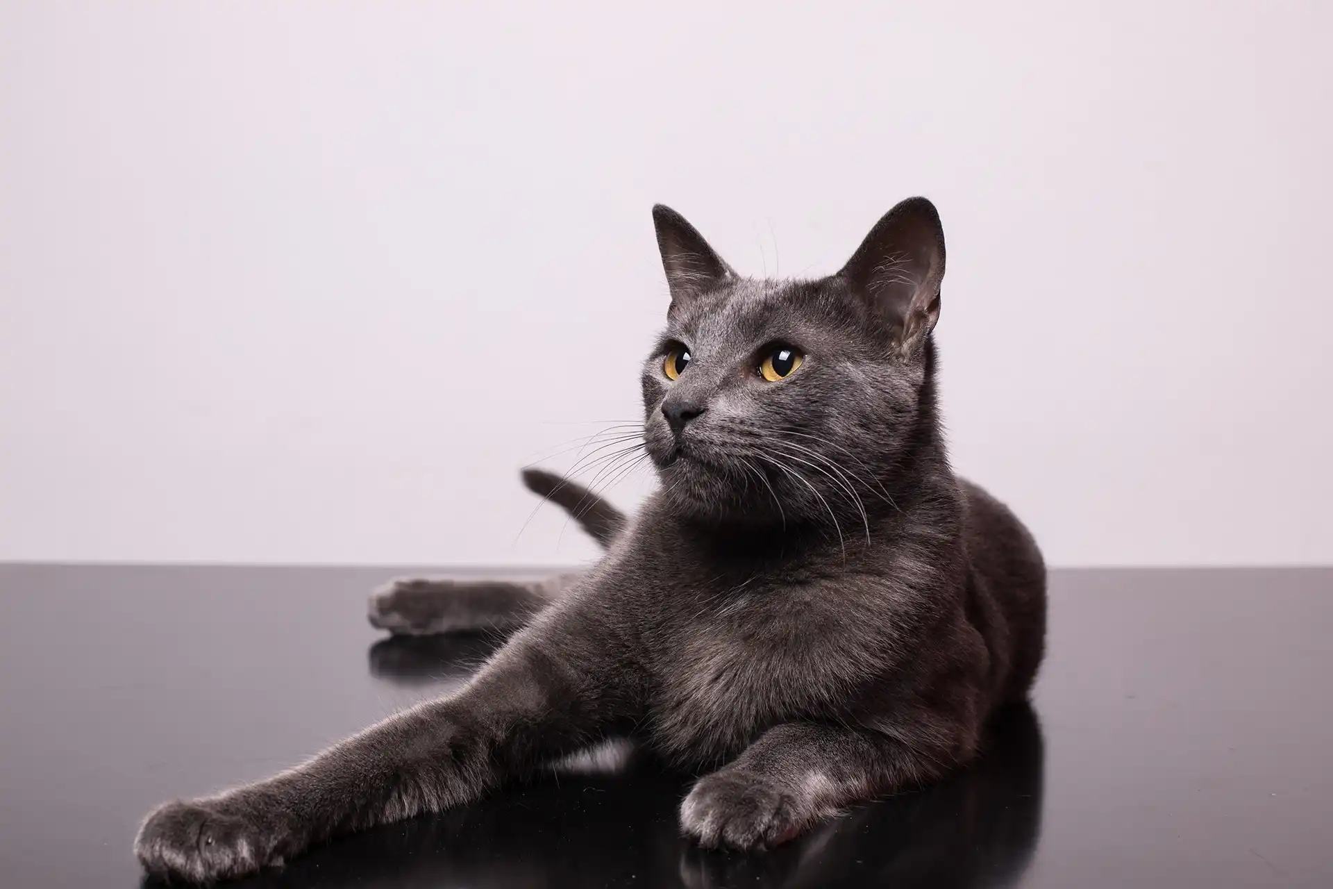 Dark grey cat with yellow eyes relaxing on the floor
