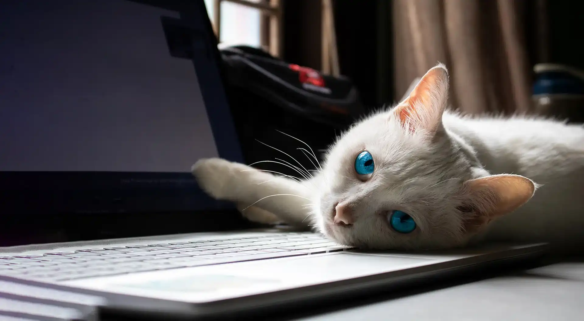 White cat playfully laying on a laptop