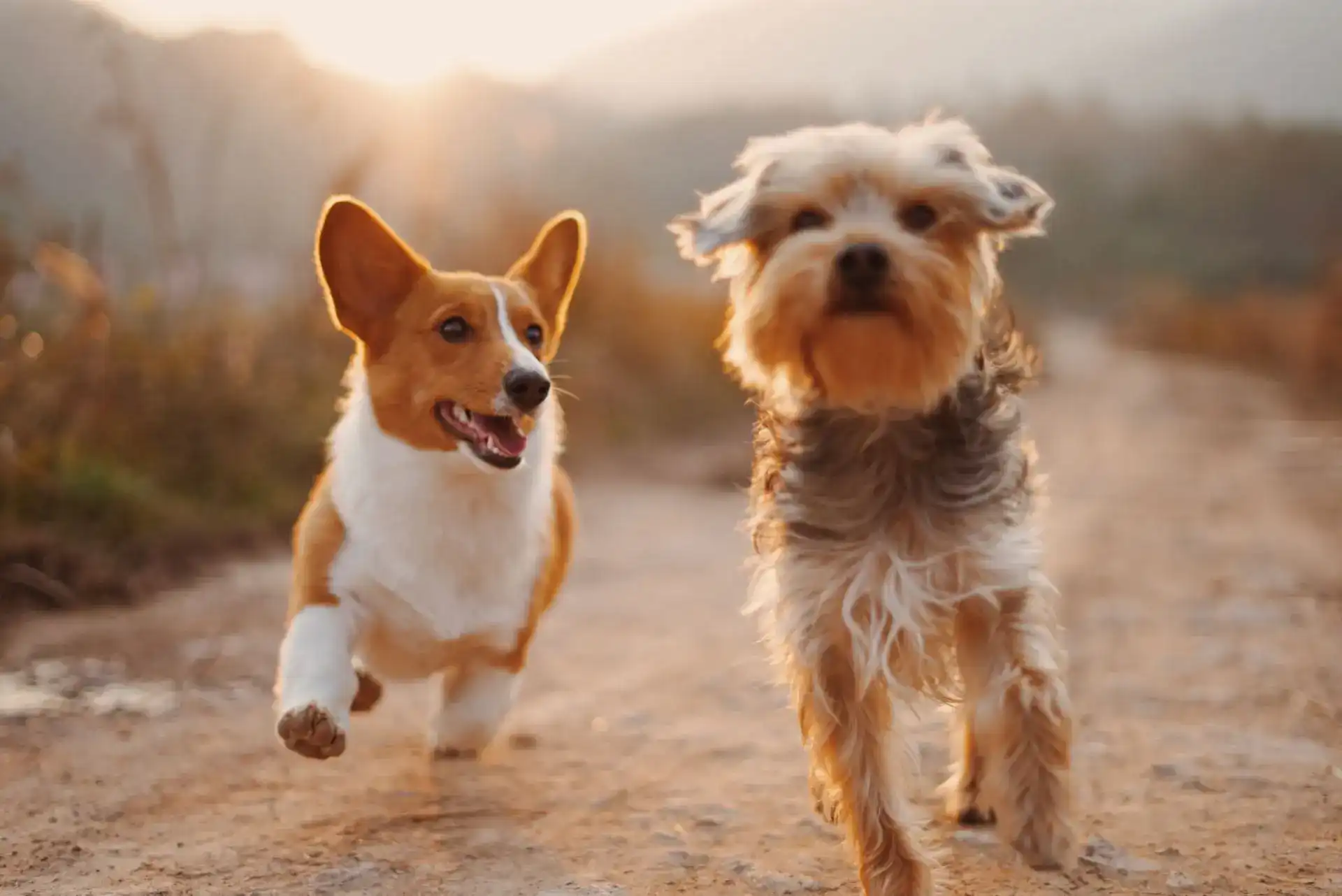 Two dog friends running together