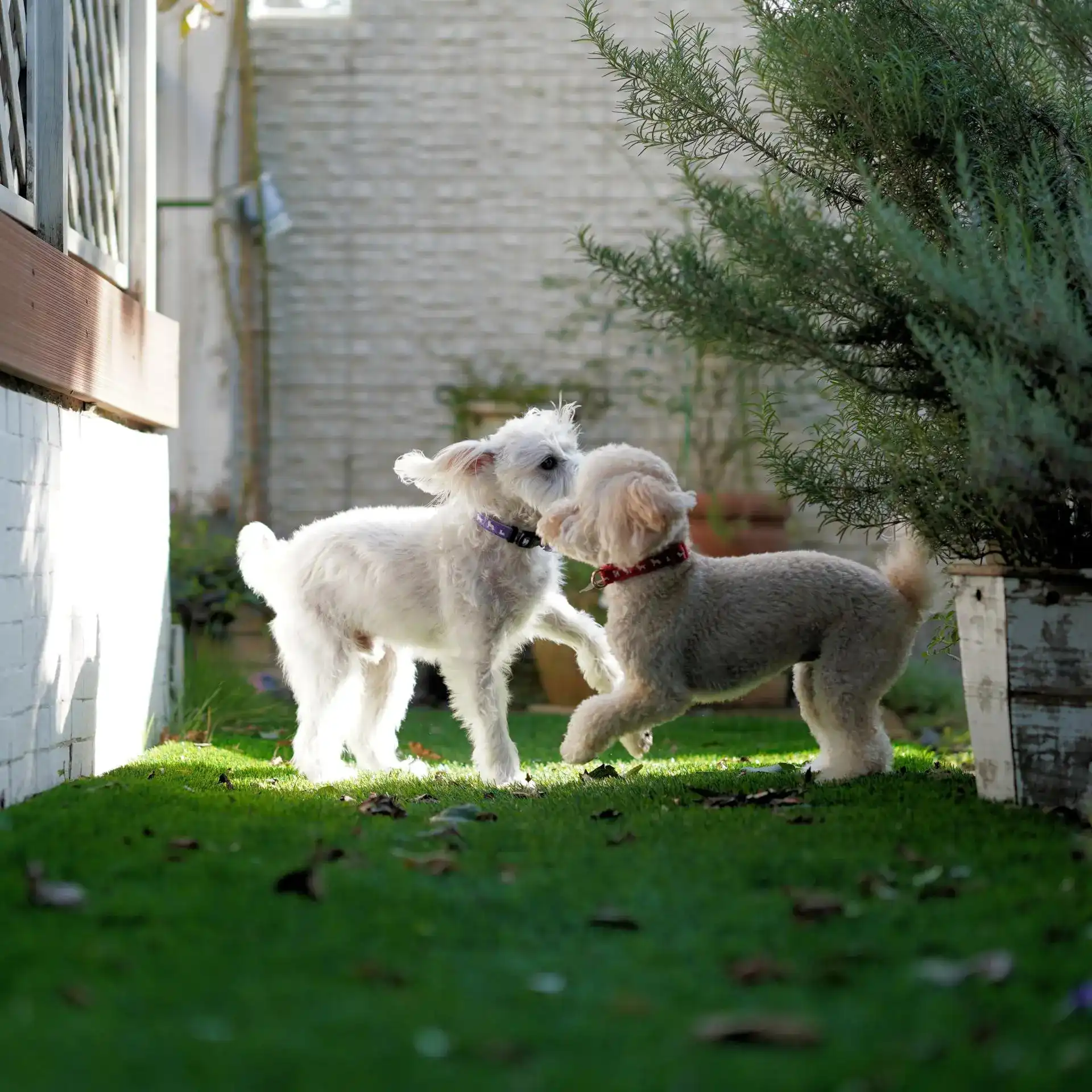 Two white dogs playing