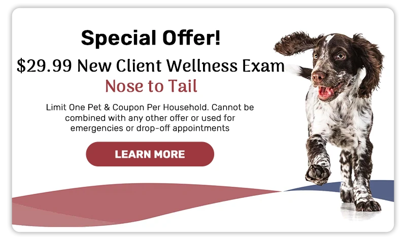 Special Offer! $29.99 New Client Exam!