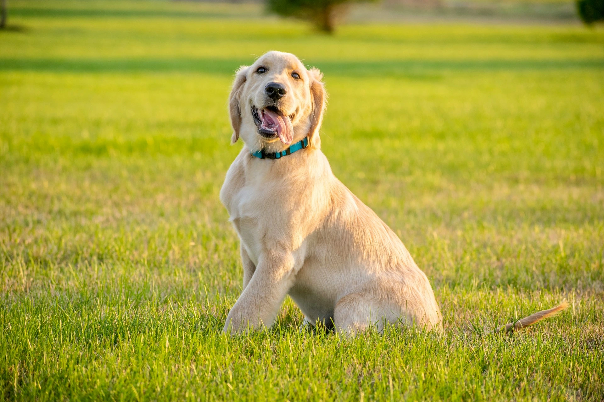 A Golden Retriever puppy sits on a sunlit green lawn.