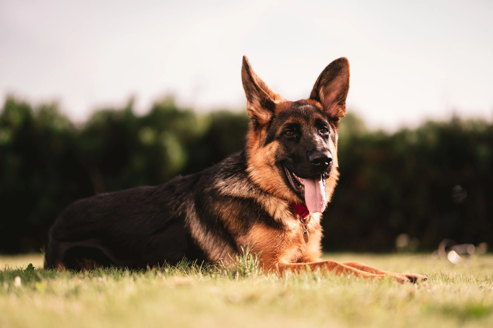 A German Shepherd dog lies on a green lawn.