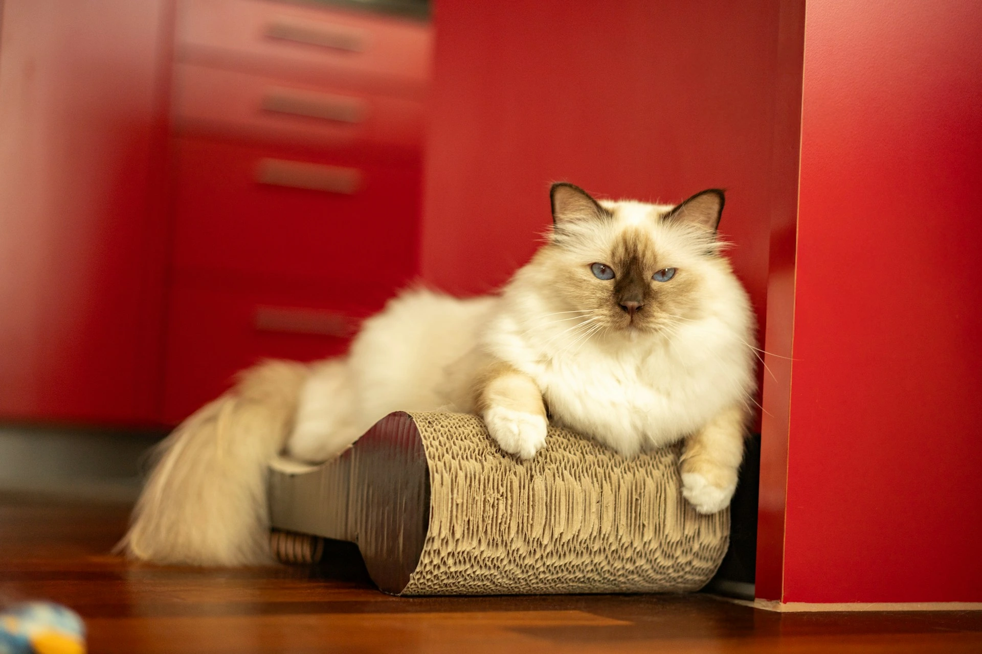 A Birman cat lounges on a cardboard scratcher, set against a vibrant red background.
