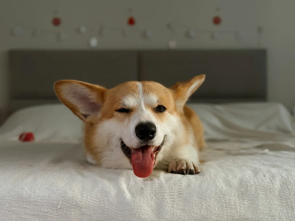 A Pembroke Welsh Corgi lies on a white bed.