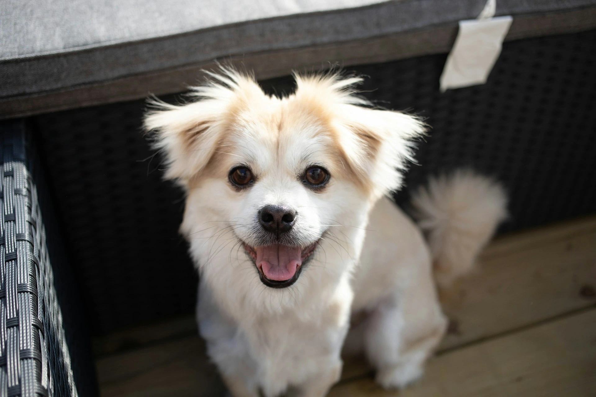 A white and tan dog looks up at the camera with a happy, open-mouthed smile.
