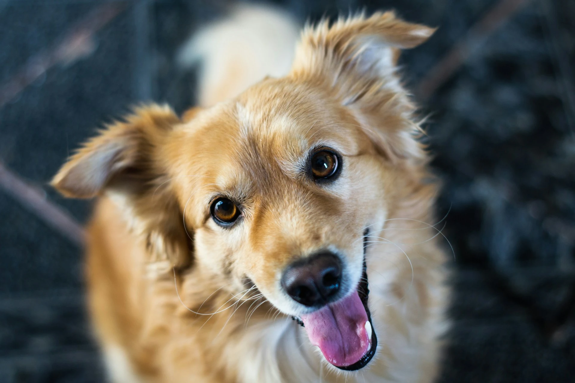 A close-up, top-down view of a golden-brown dog looking up with a happy, open-mouthed smile and bright brown eyes.