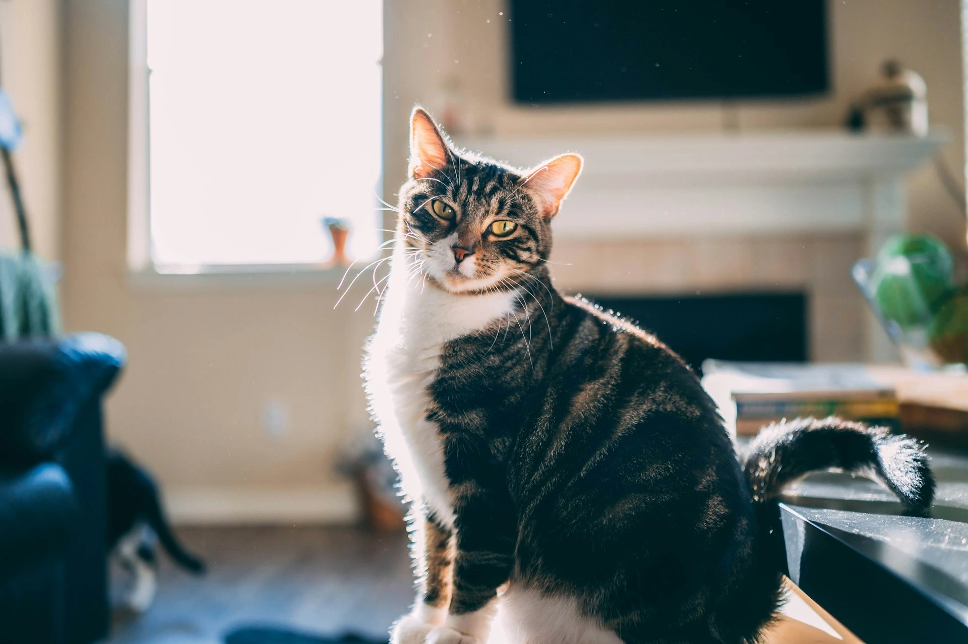 A tabby cat sits in a sunlit living room.