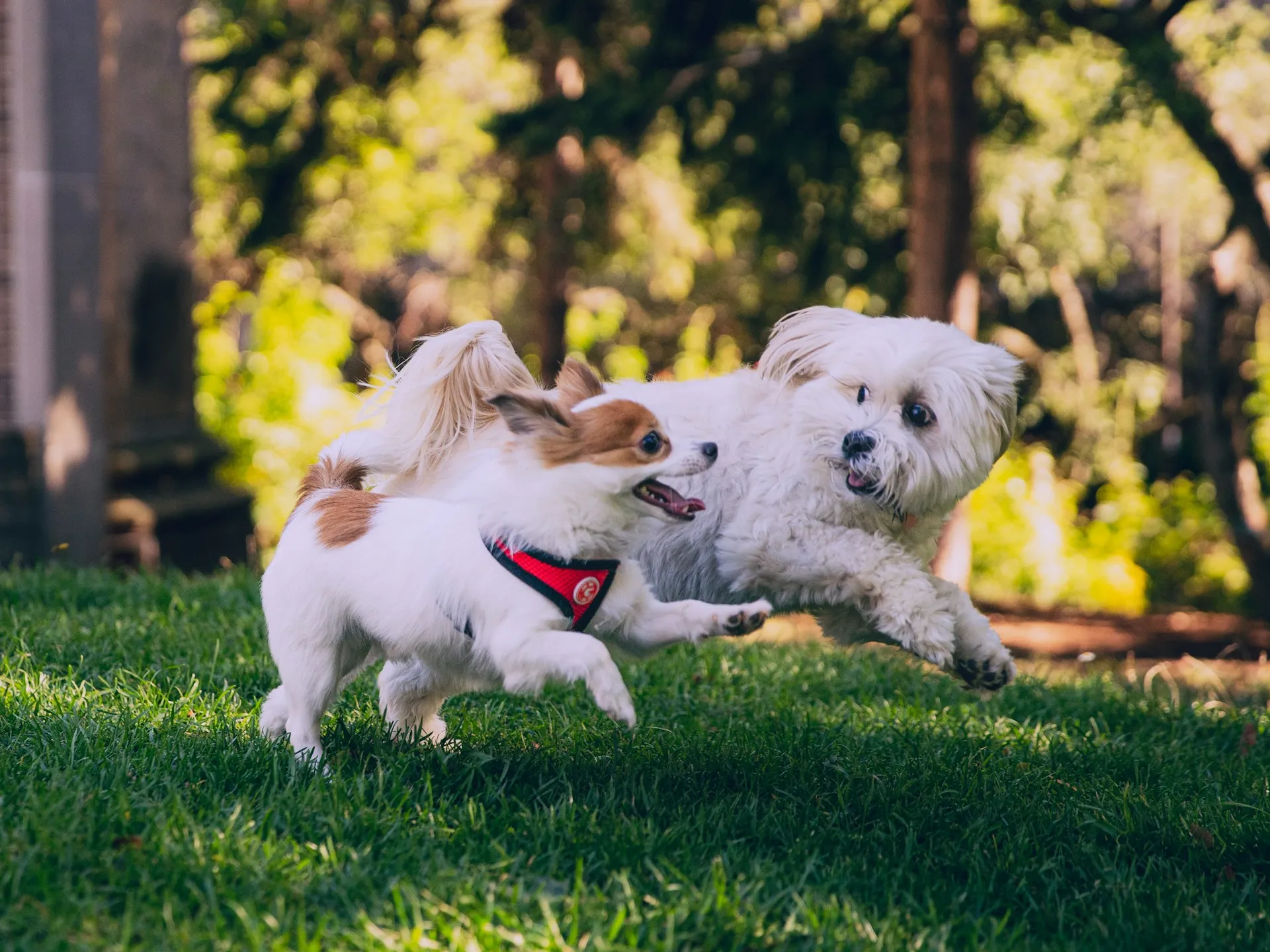 Two small dogs run and play together on a green lawn with a blurred forest background.