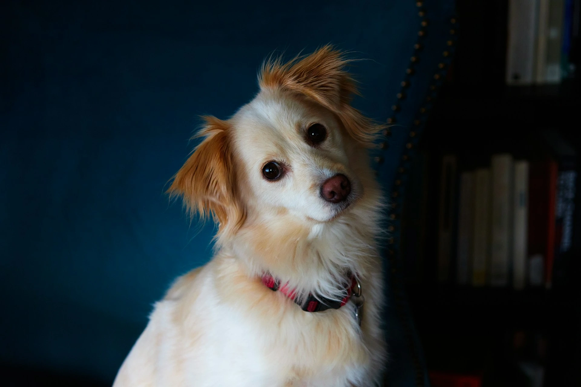 A small dog tilts its head sitting in front of a dark blue chair and a blurry bookshelf.