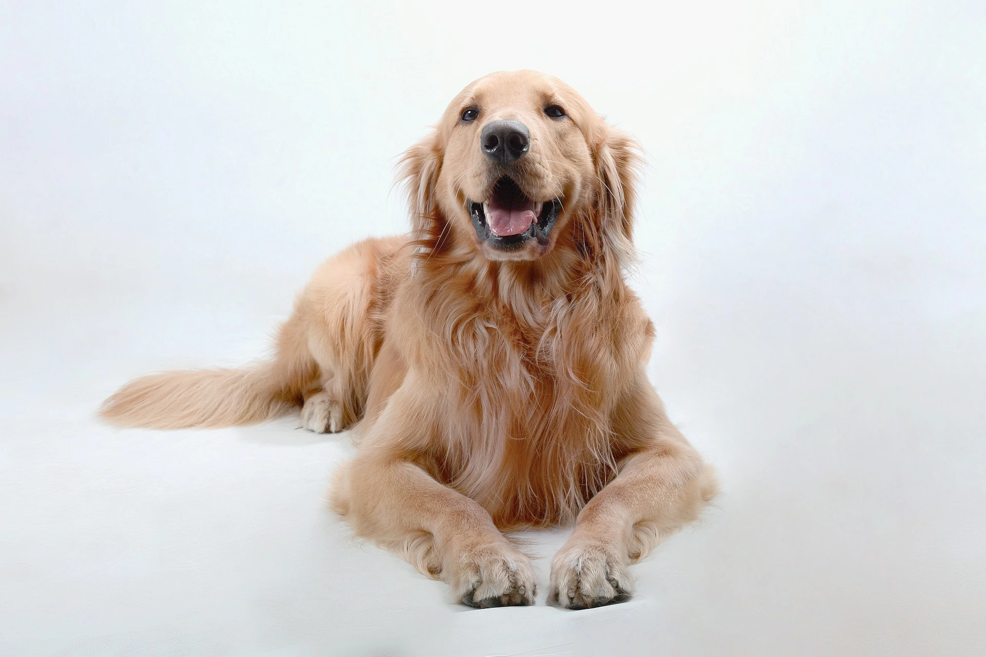 A Golden Retriever with a light golden coat lies on a white background.