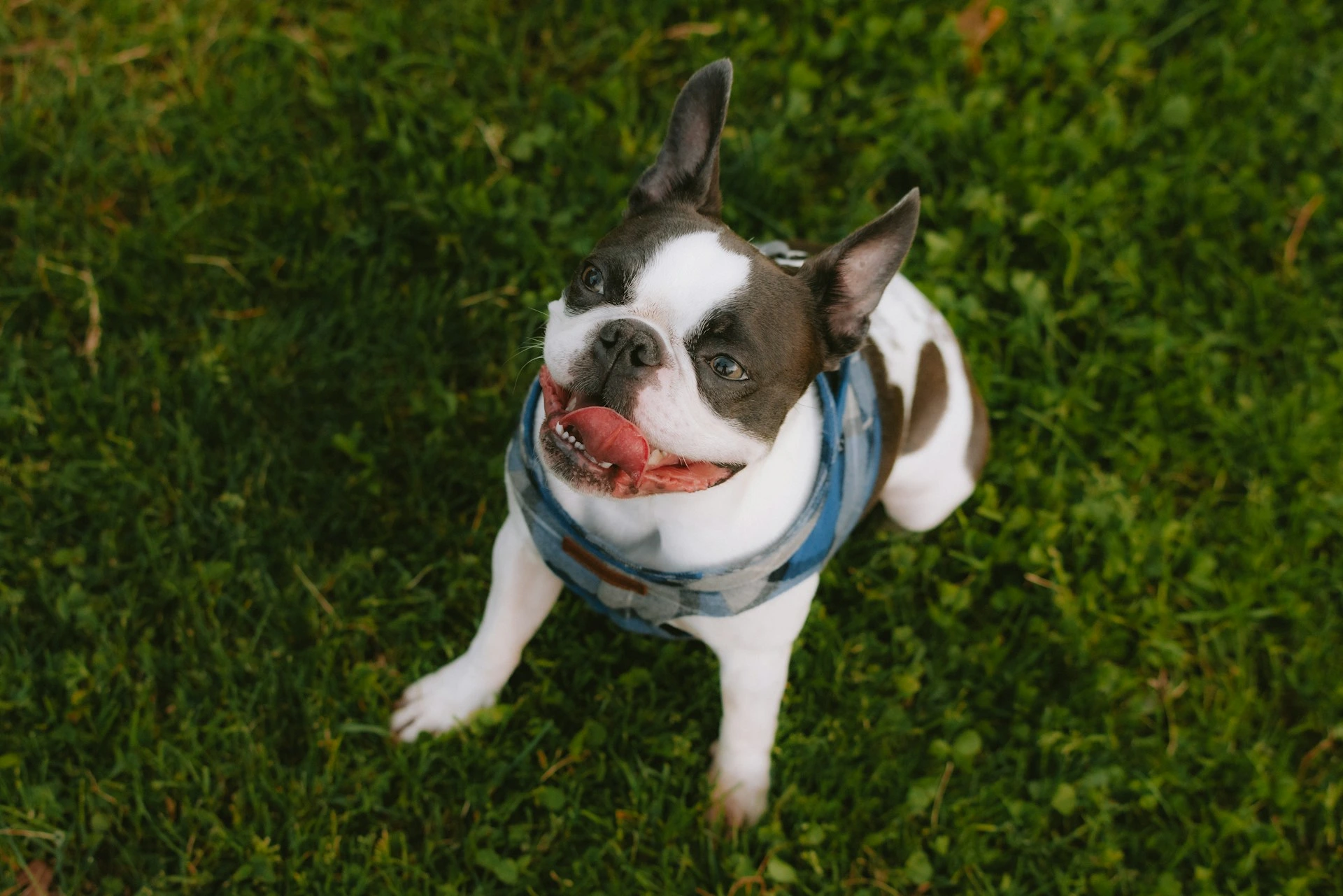 A black and white Boston Terrier looks up sitting on a green lawn.