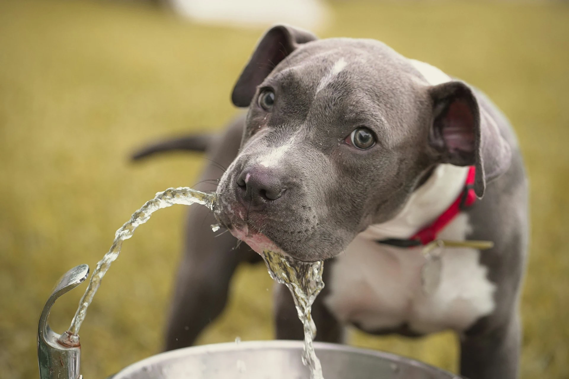 A gray and white pit bull puppy drinking on a water fountain.