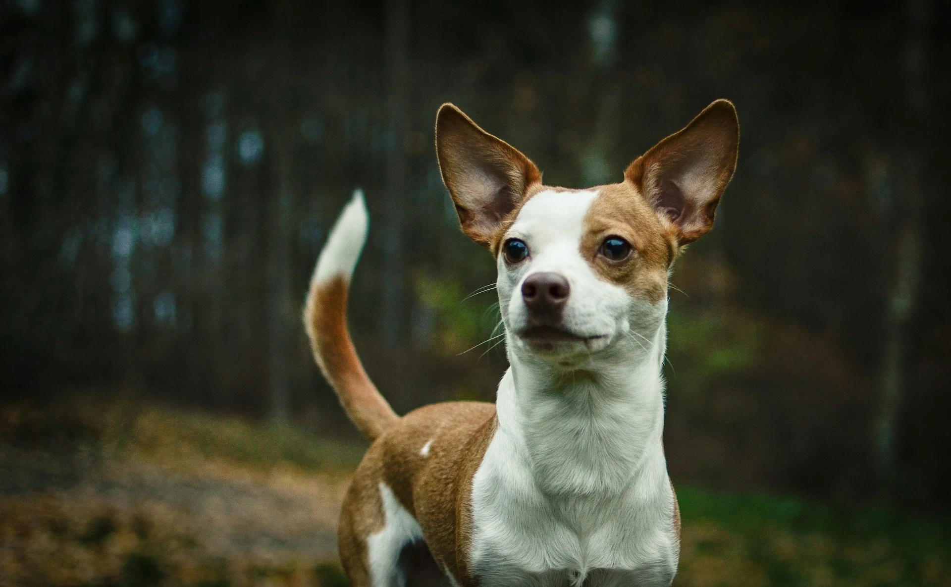 A Chihuahua-mix stands alertly against a blurred forest background.