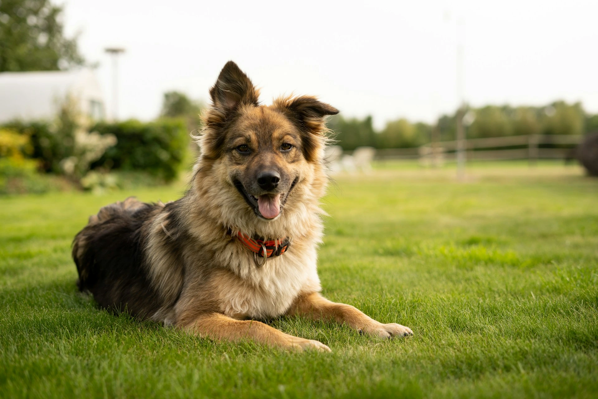 A brown and tan mixed-breed dog lies on a lush green lawn.