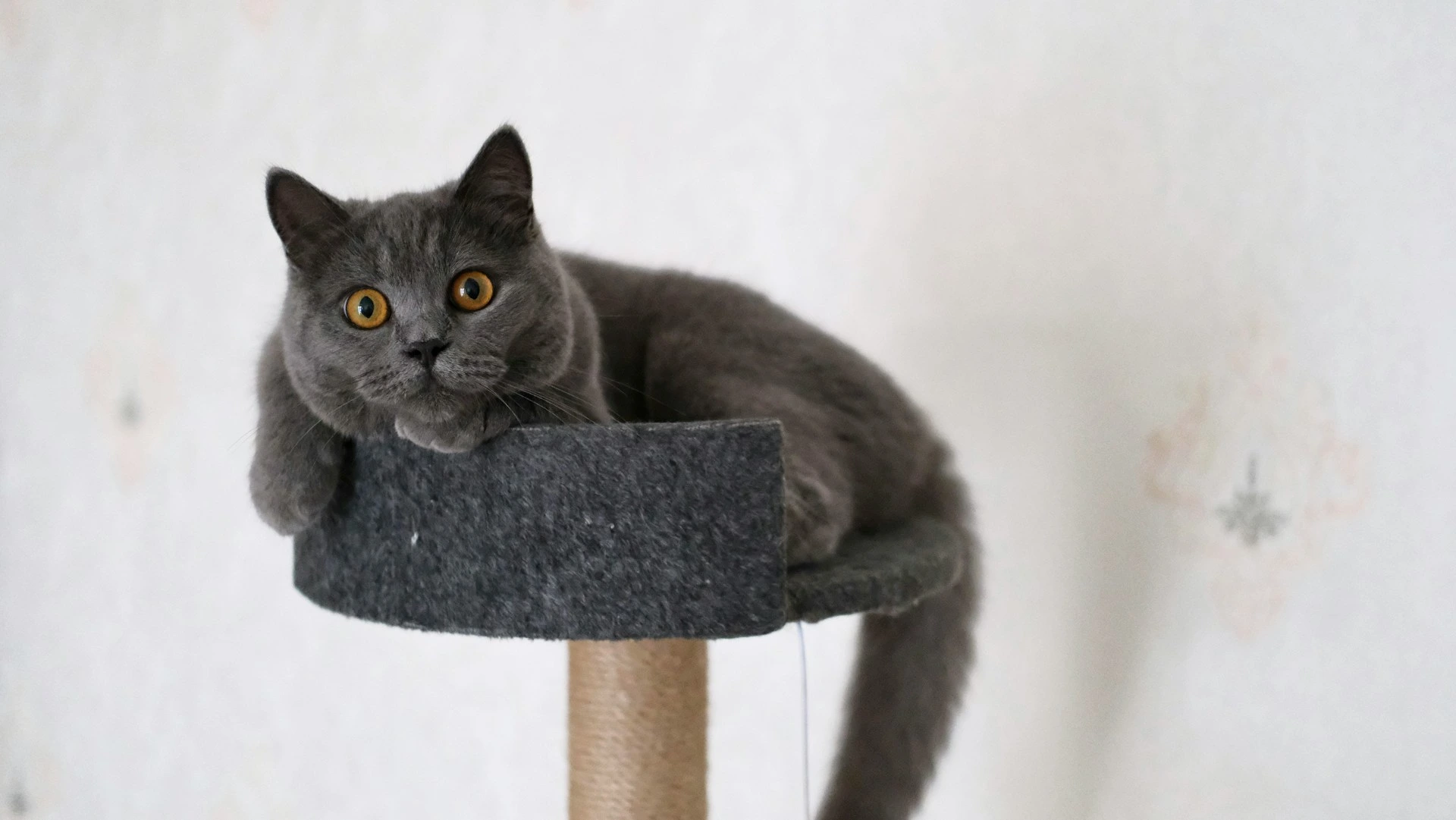 A British Shorthair cat lies on top of a dark gray cat tree.
