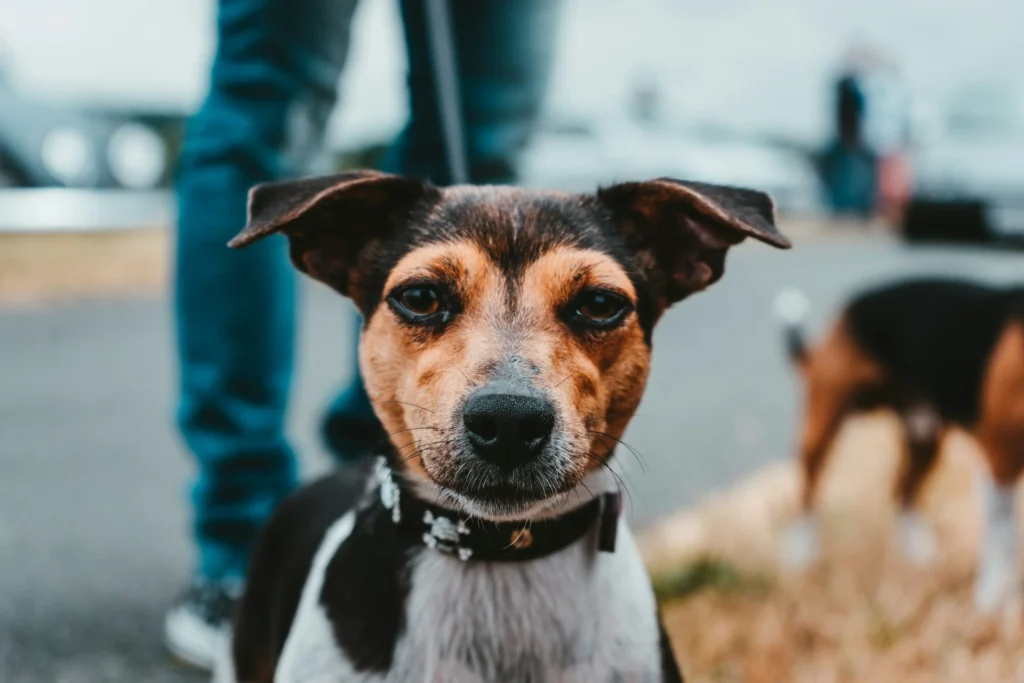A small tri-color dog wearing a black collar while standing on a leash outdoors.