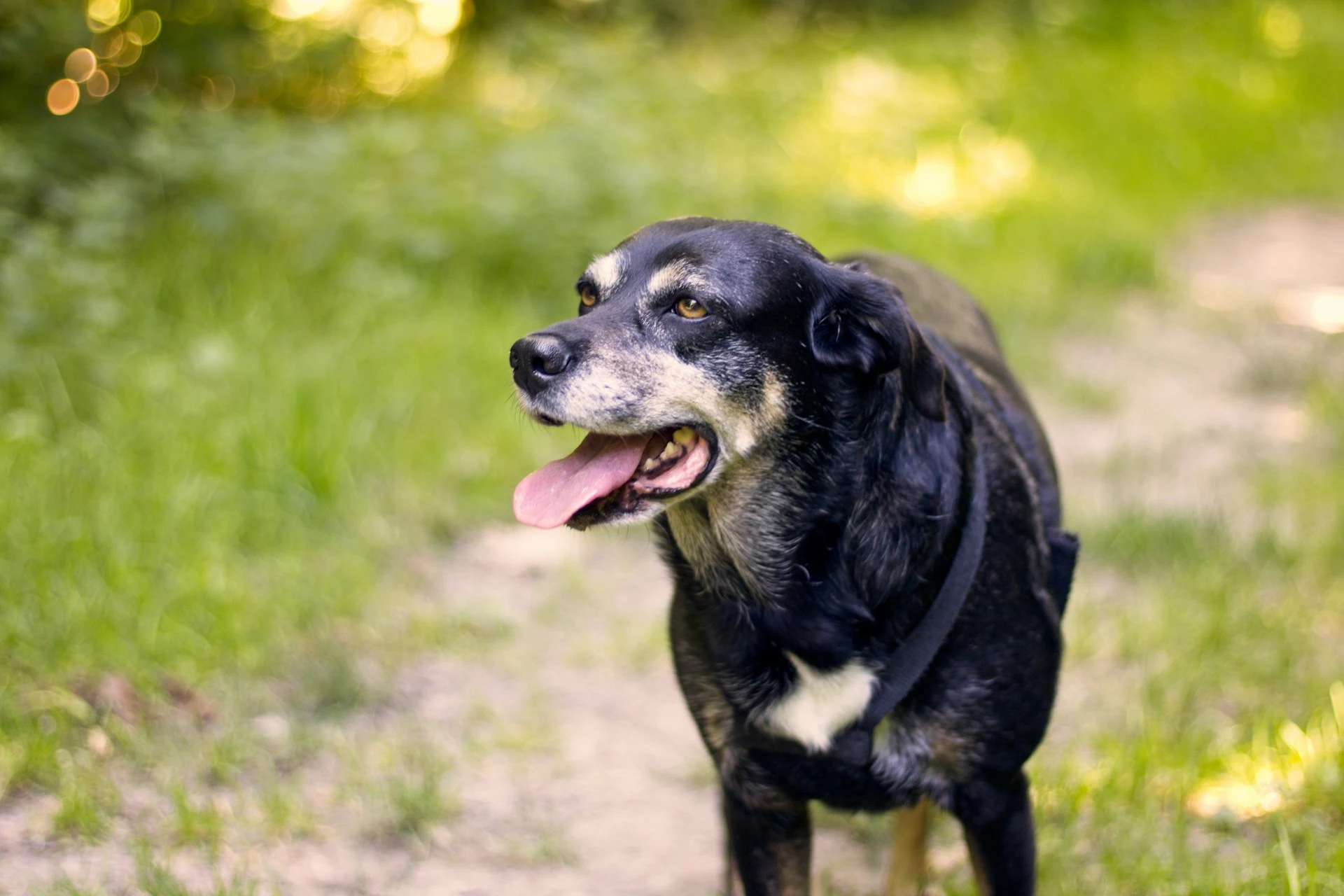 A black and tan dog stands on a dirt path in a sunlit forest.