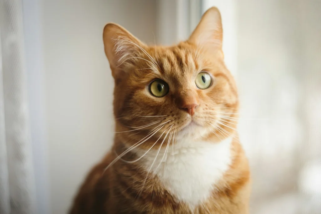 A close-up of an orange tabby cat with a white chest and green eyes.