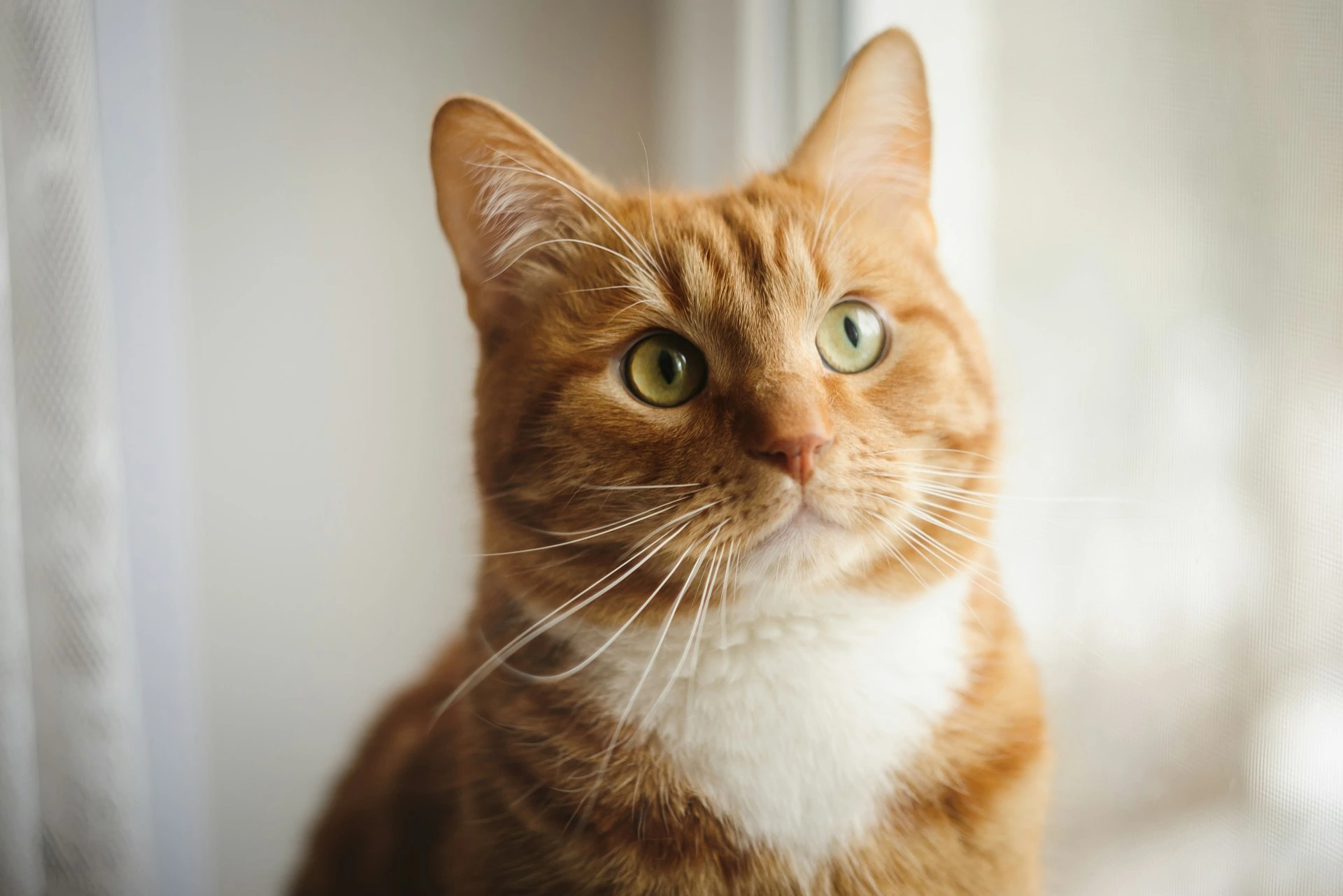 A close-up of an orange tabby cat with a white chest and green eyes.