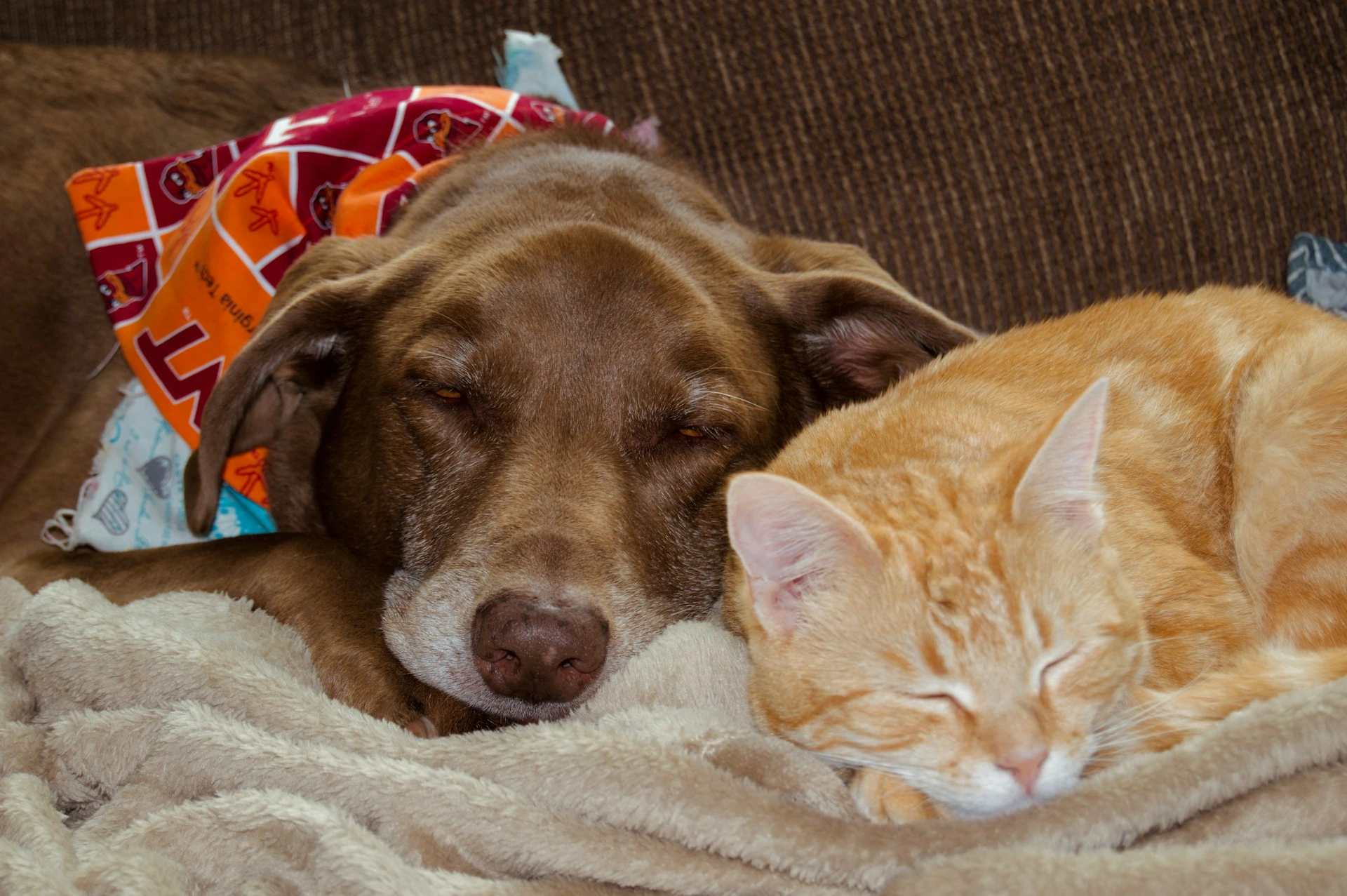An older brown dog and an orange tabby cat sleep side-by-side on a soft, tan blanket.