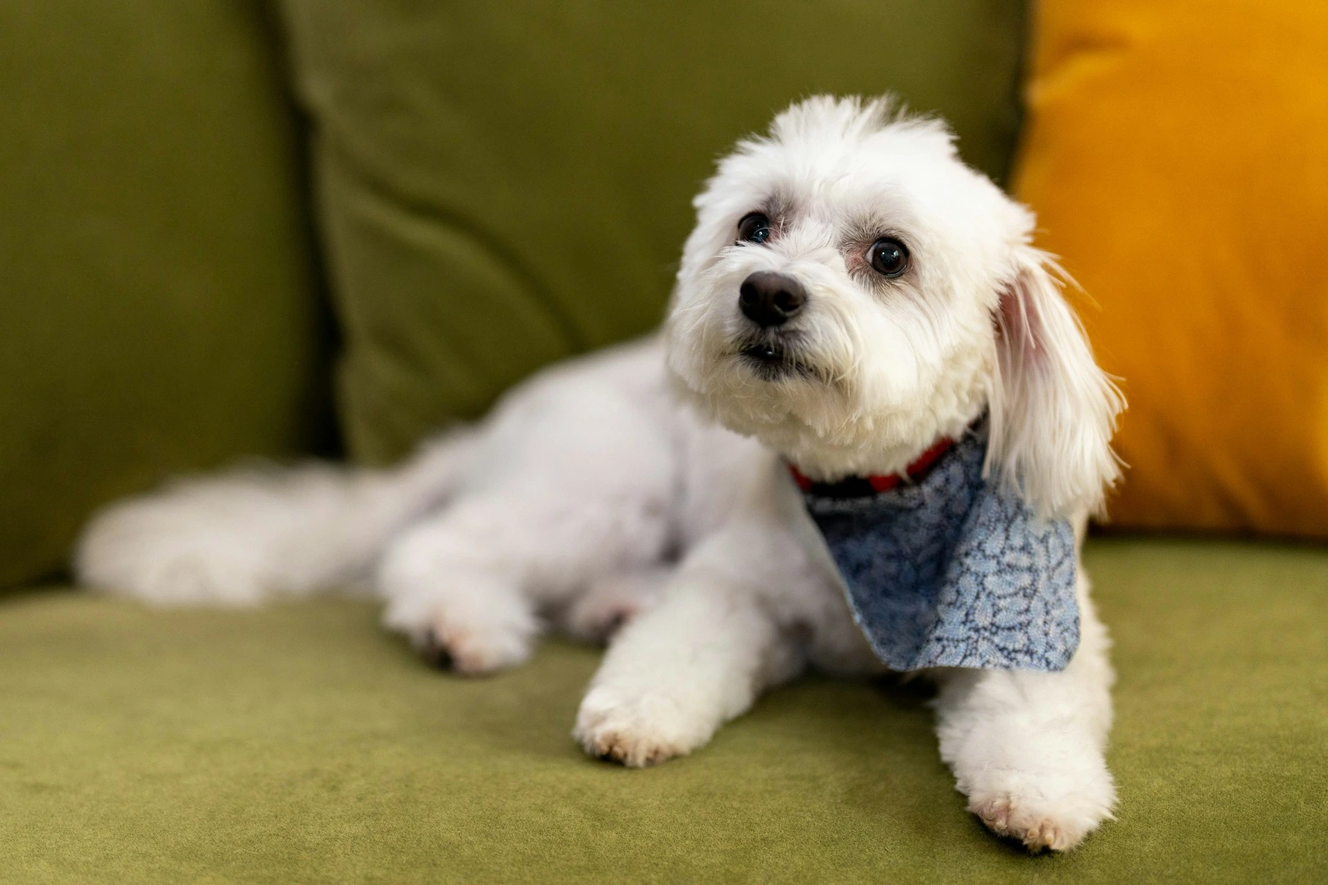 A small white dog wearing a blue patterned bandana lies on a green velvet sofa.