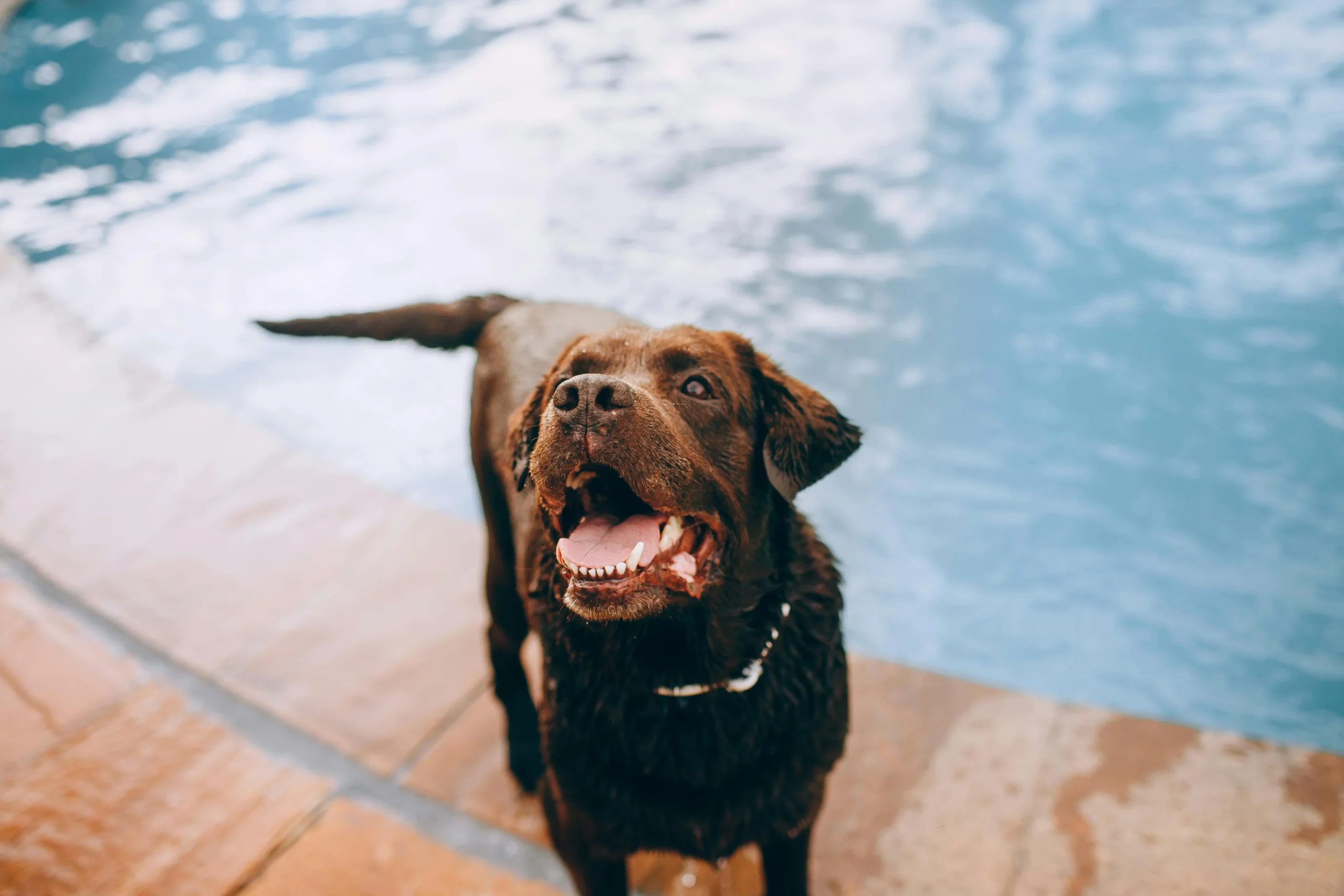 A Chocolate Labrador stands by the edge of a swimming pool.