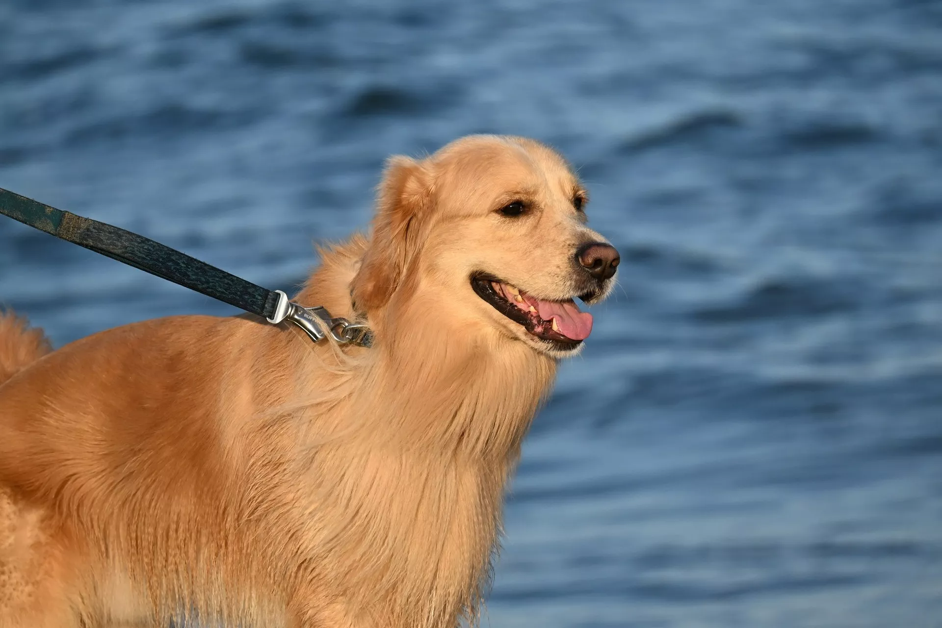 A Golden Retriever on a leash against a backdrop of blurry blue water.