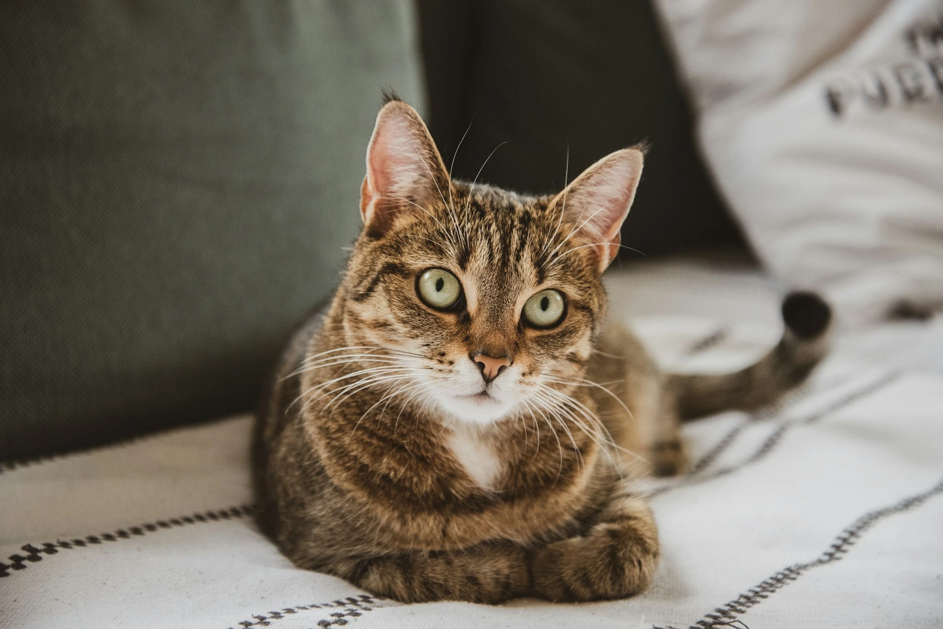 A tabby cat sits tucked on a white patterned blanket.